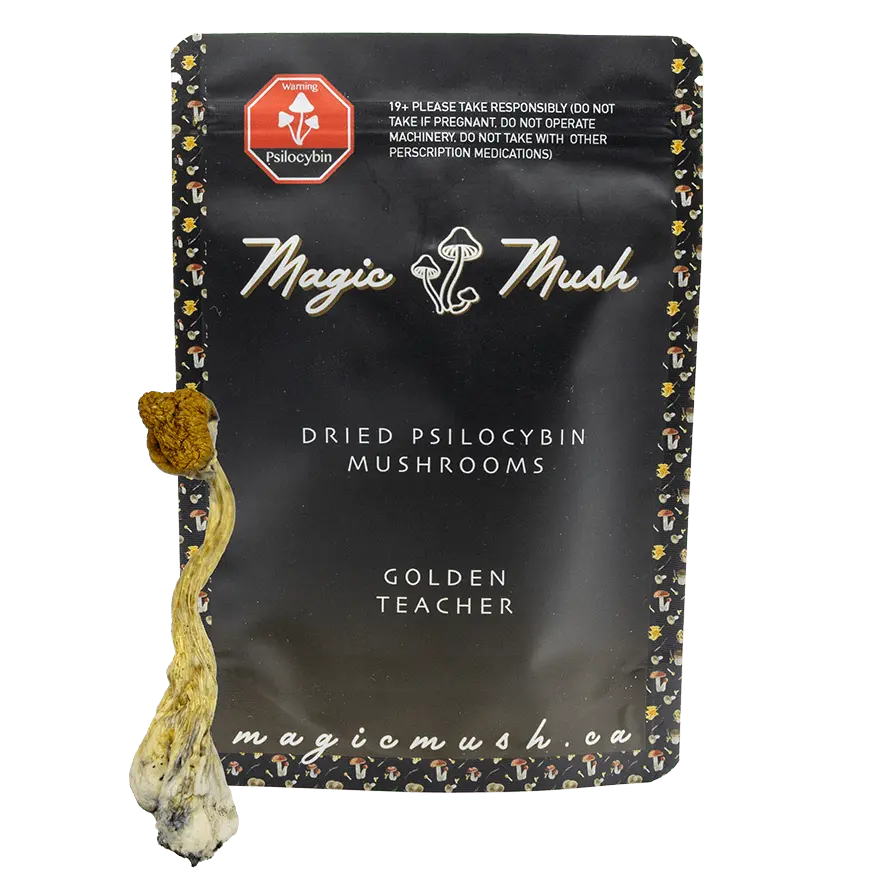 golden-teacher-min-with-shroom.webp Golden Teacher Magic Mushrooms