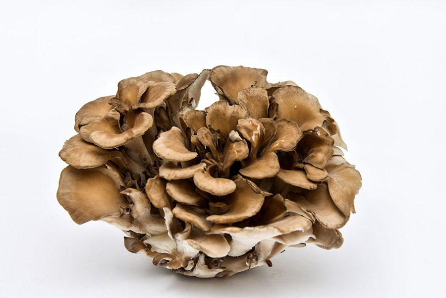 mb-superfoods-maitake-mushroom.jpg
