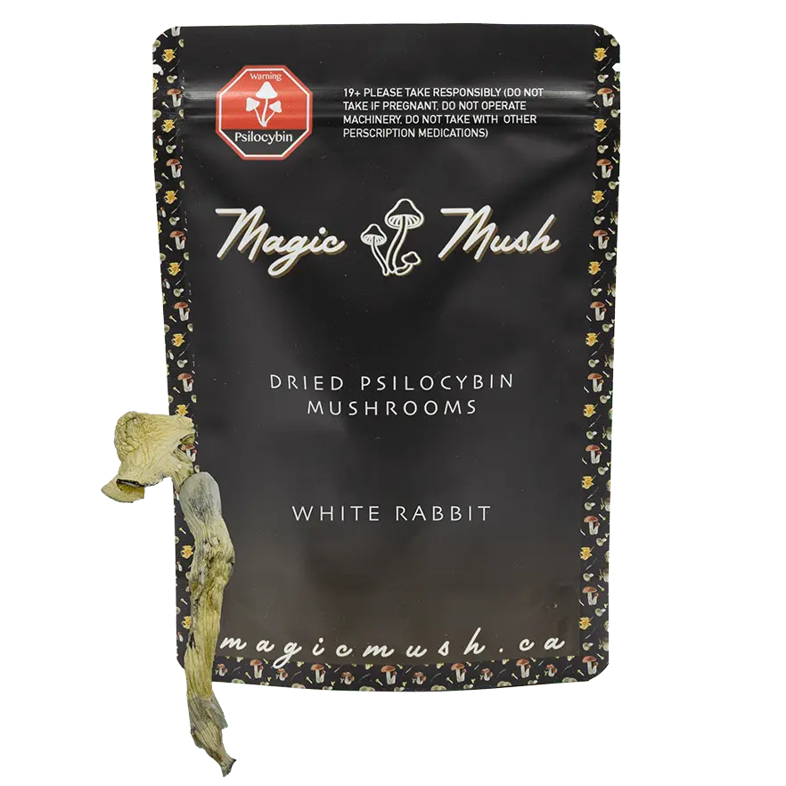 white-rabbit-min-with-shroom.webp White Rabbit Dried Magic Mushrooms