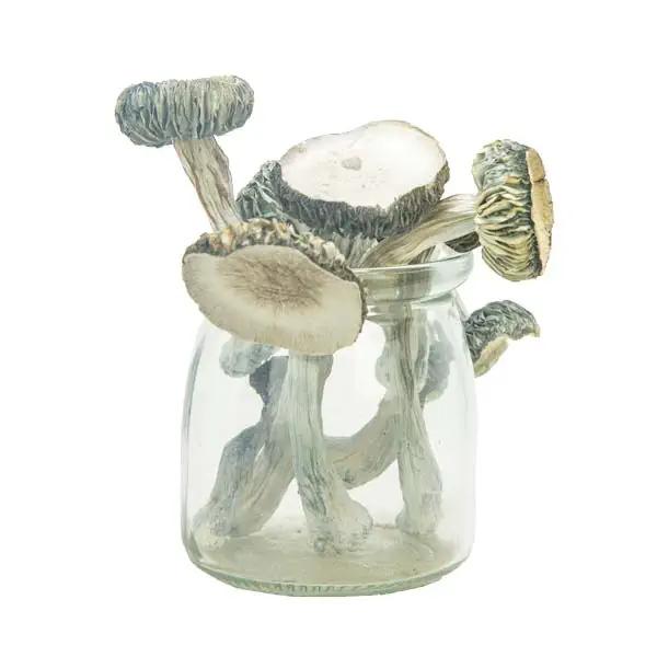 white-rabbit.webp White Rabbit Magic Mushrooms